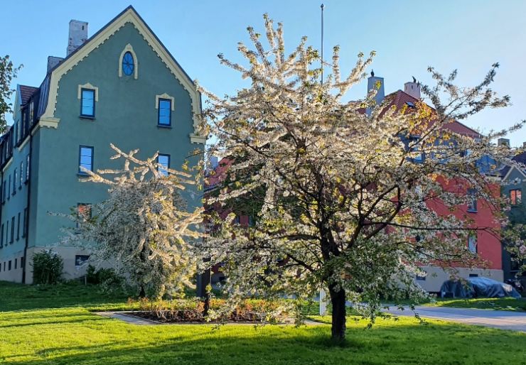 NBBL advarer - Ikke ta sagen i egne hender Busker og trær gir farge og liv til uteområdet hele sommeren. En rik hageflora er også en av de vanligste kildene til konflikt med naboen. Slik løser dere uenigheter.